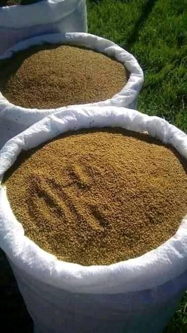 Seme-deteline