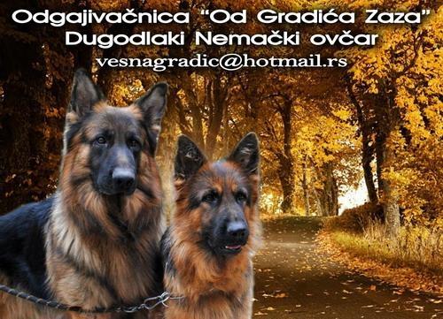 Odgaivacnica dugodlakih nemackih ovcara