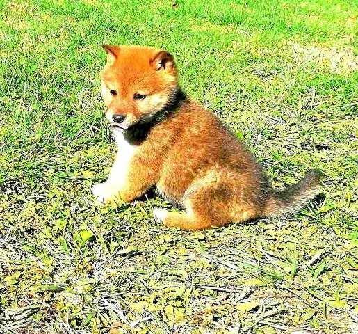 Shiba-Inu--štenci