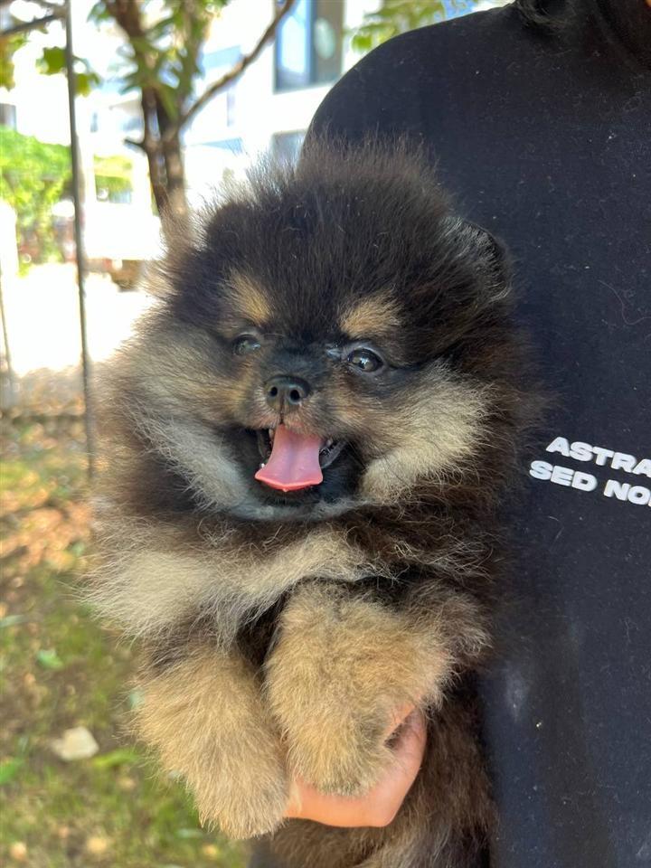 Pomeranian-Boo