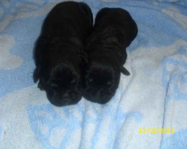 Cane-Corso---rezervacija-vrhunskih-stenaca