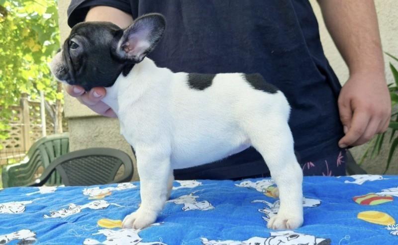 Francuski-buldog-štenci