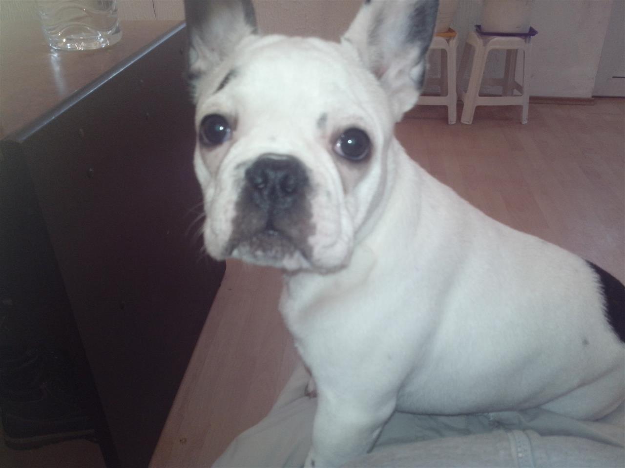 Francuski-buldog-stenci-