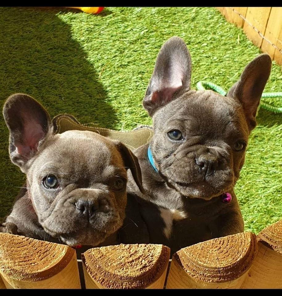 Plavi-francuski-buldog