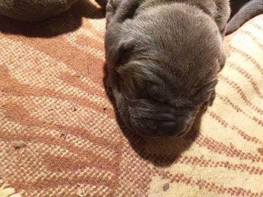 Cane-corso-štenci