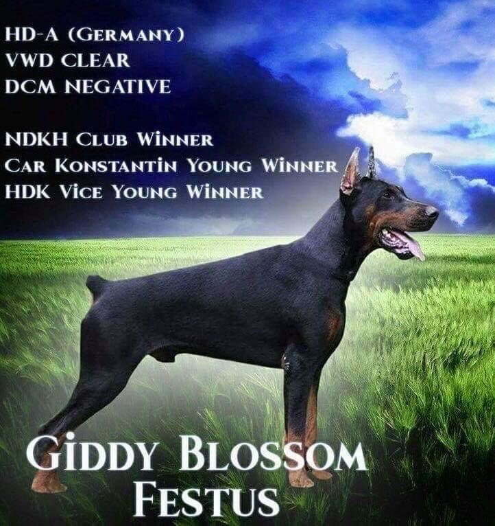 Dobermann-štenad