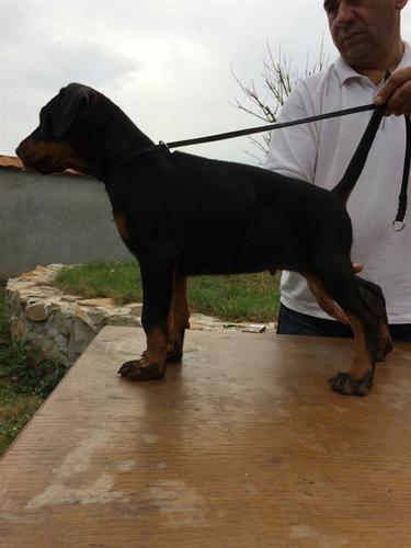 Doberman štene
