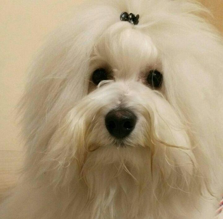 Coton-de-Tulear