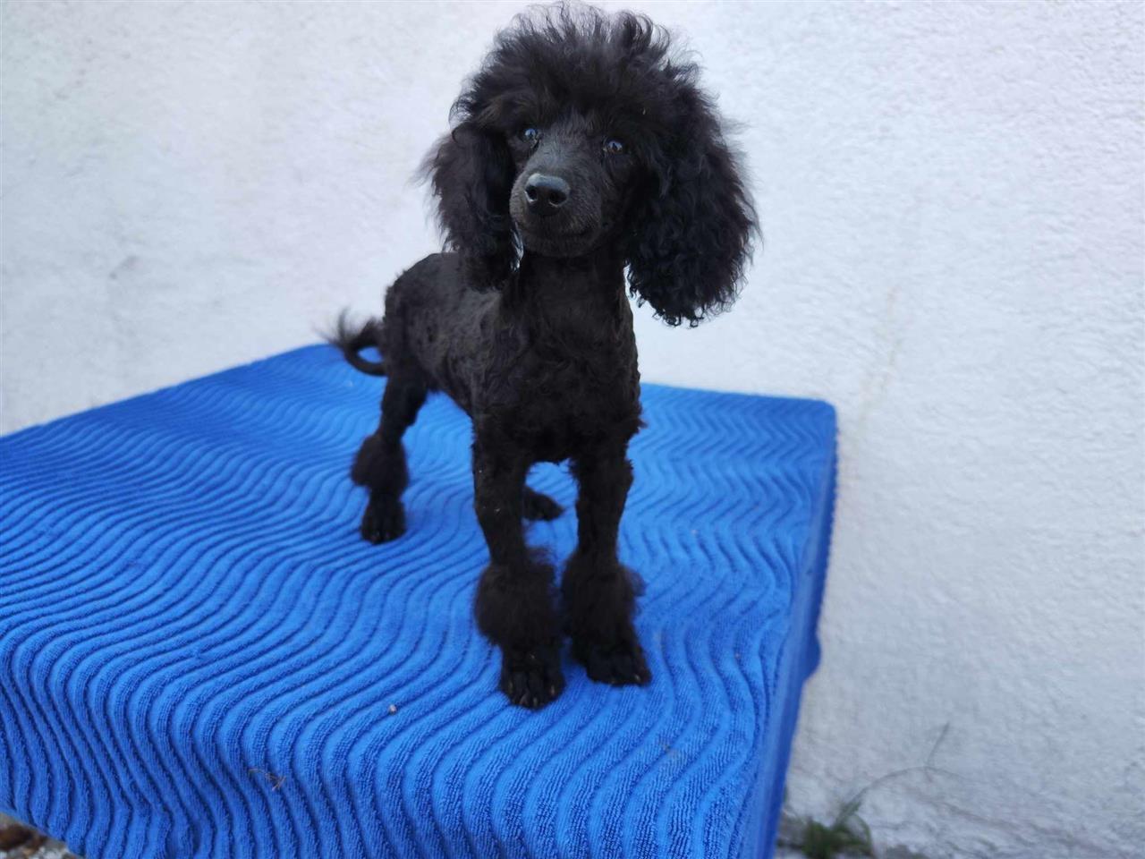 Pudle-