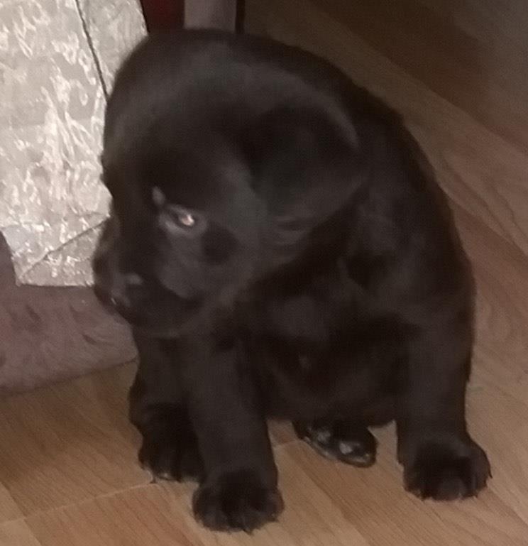 Labrador-stenci