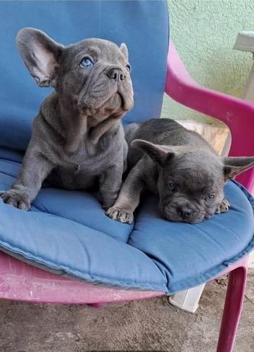Francuski buldog, štenci