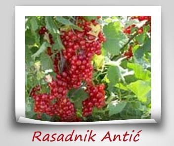 Najkvalitetnije sadnice voca i rasada