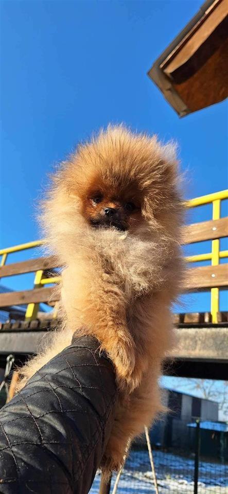 Pomeranac-