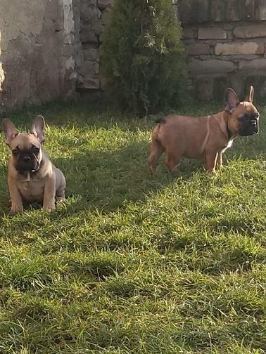 Francuski-buldog-stenci