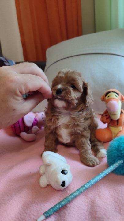 Cavapoo-stenci-2025