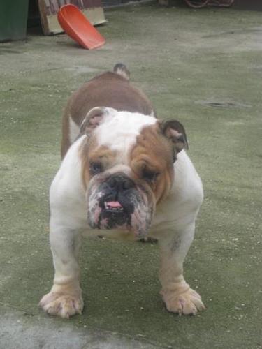 Engleski  Buldog 