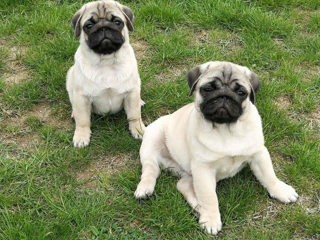 Mops-štenci-