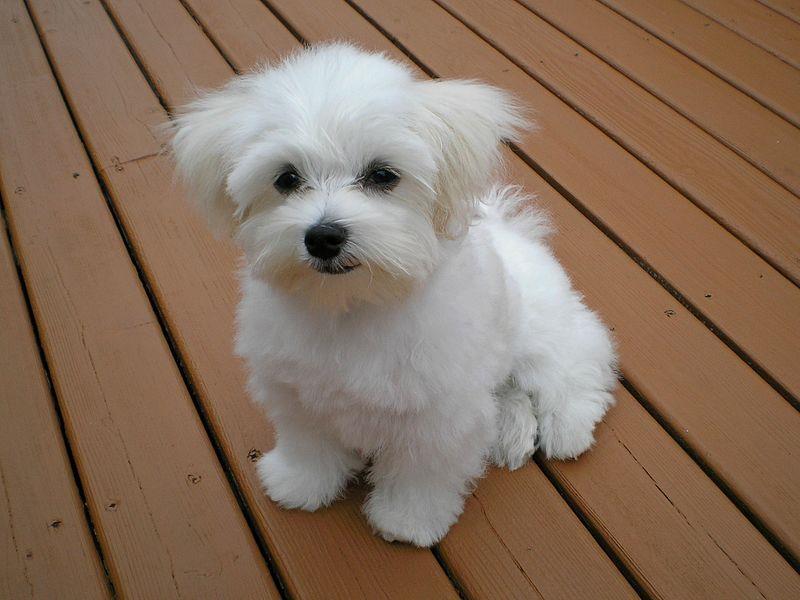 Maltezer-i-coton-de-tulear-stenci-na-prodaju