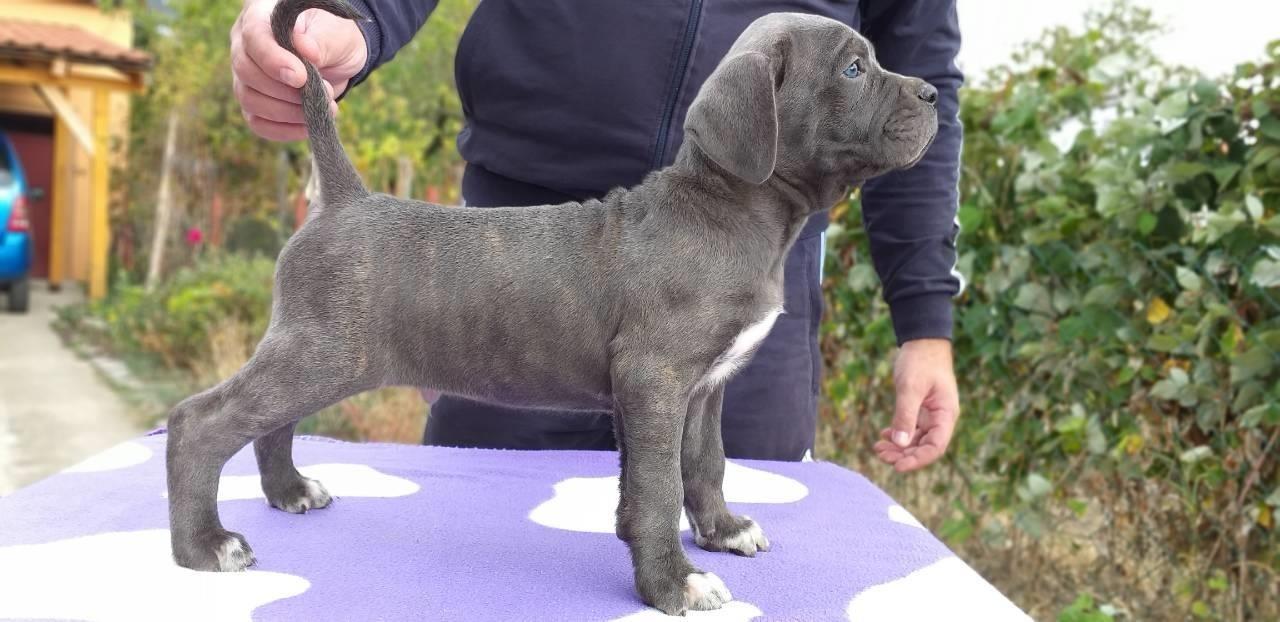 Cane-corso-štenci