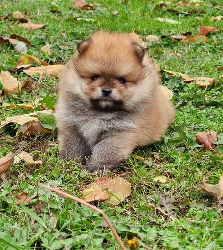 Pomeranac boo