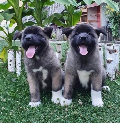 Američka-akita--štenci