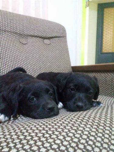 Stenci labradora 