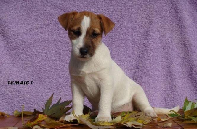 Jack russell stenci