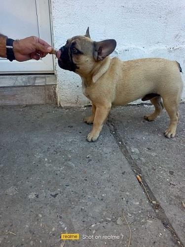 Francuski buldog 