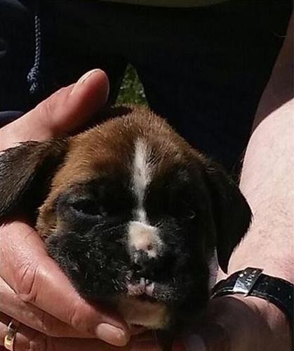 Nemački boxer