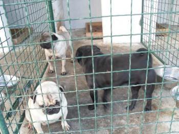 MOPS-odrasli-psi-