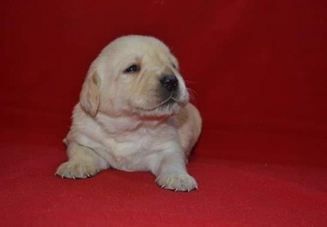 Labrador-retriver