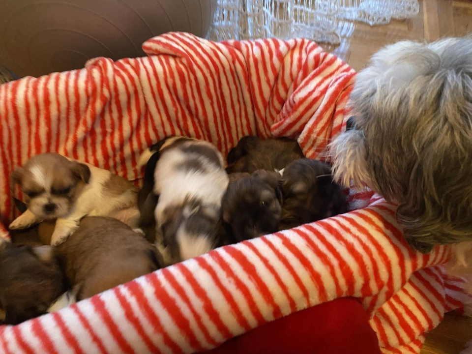 SHIH-TZU-štenci-