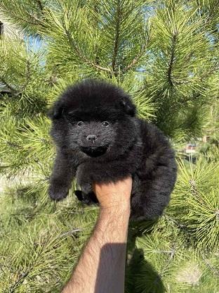 Pomeranac