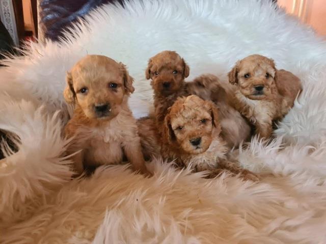 Labradoodle-štenci-
