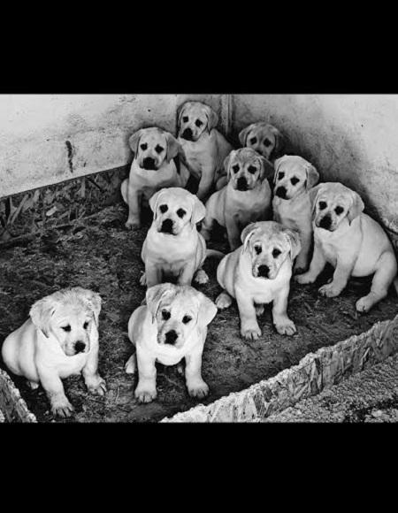 LABRADOR-stenci