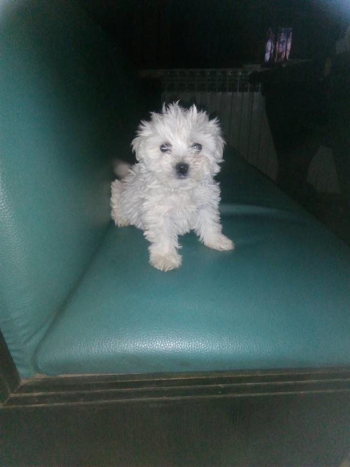 Maltezer