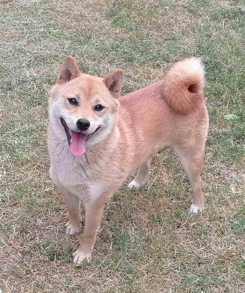 Šiba-Inu-štenci