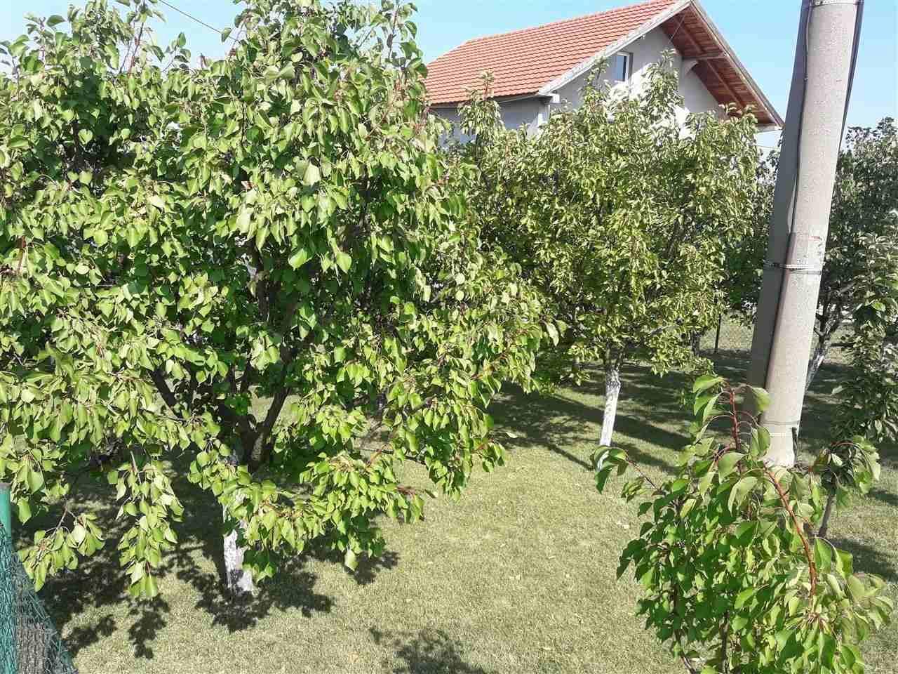 Rakija-prepečenica-od-kajsije