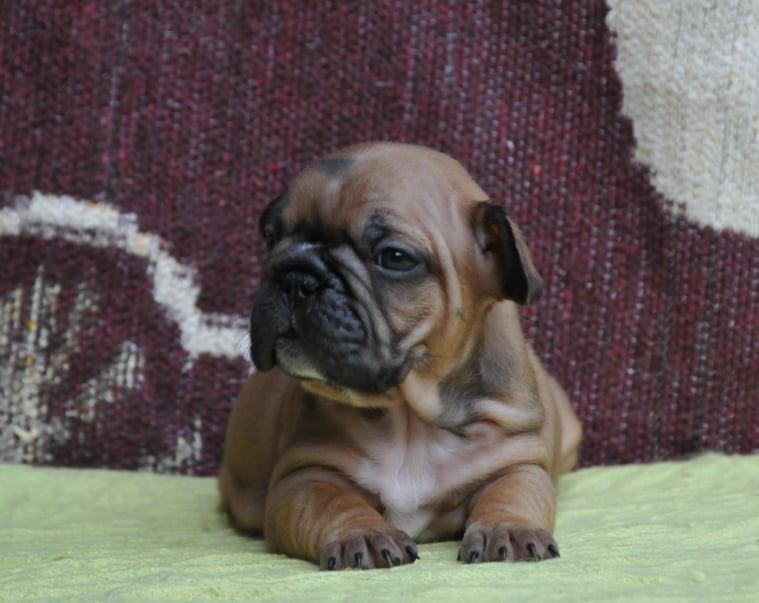 Francuski-buldog-prelepi-štenci