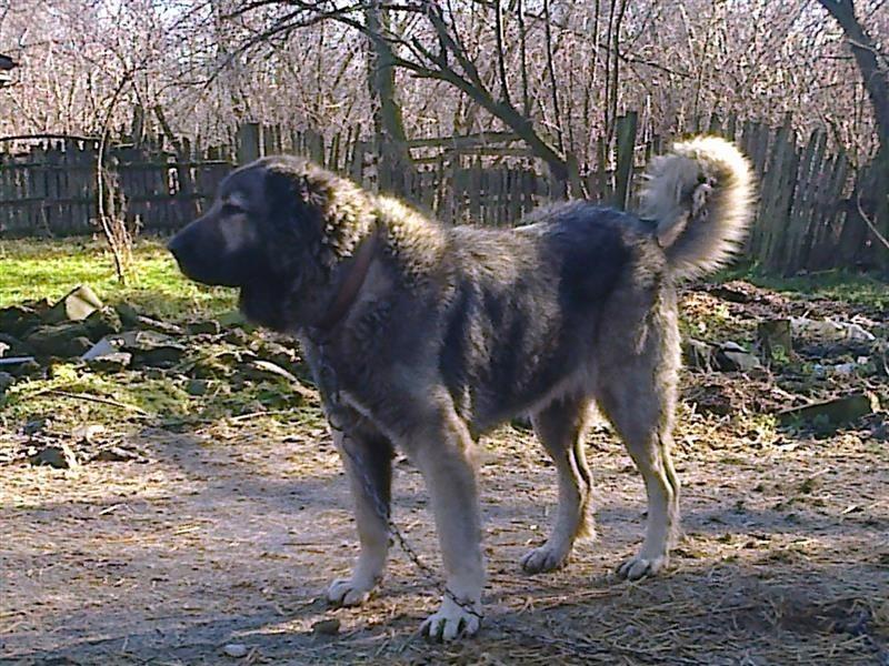 Kavkaski-ovcar
