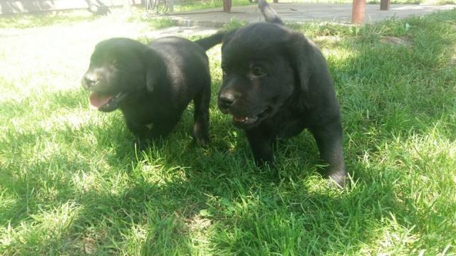 Labrador-retriver--stenci