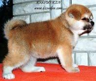Akita-inu-stenci