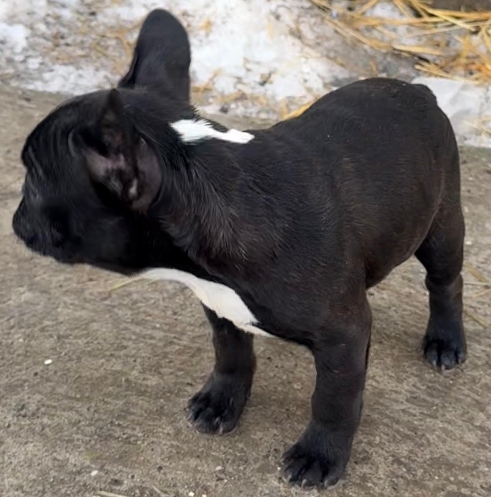 Francuski-buldog
