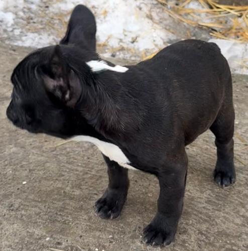 Francuski buldog