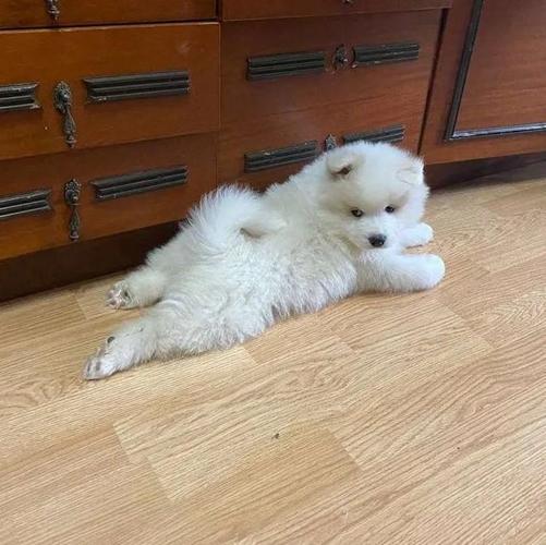 Samojed i Sibirski haski stenci