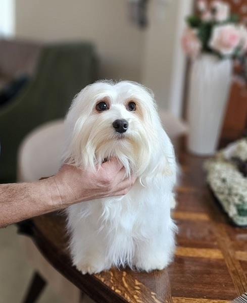 Bichon-Havanese--vrhunski-Havanski-bišoni