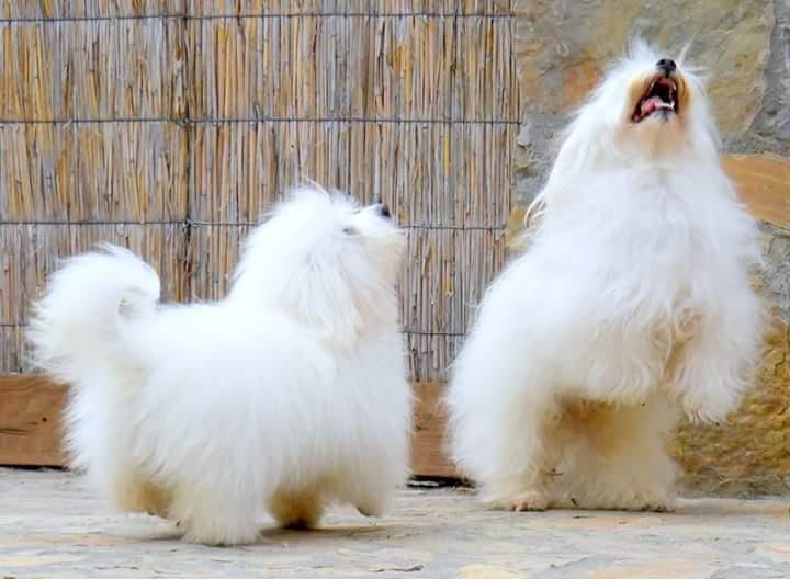 Coton-de-Tulear