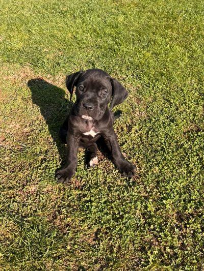 Cane-Corso-štenci