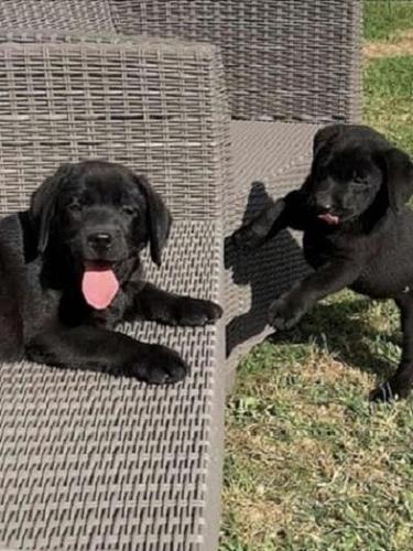 Vrhunski štenci - Labrador Retriver