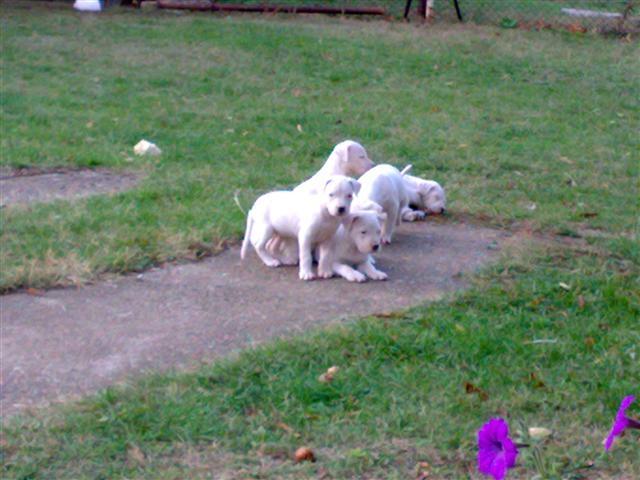 Dogo Argentino Stenad